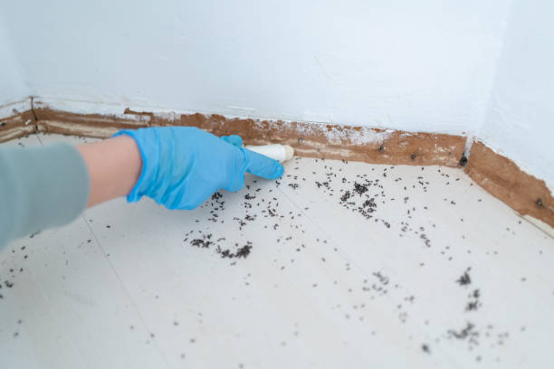 Best Affordable Pest Control Services  in Lake Clarke Shores, FL
